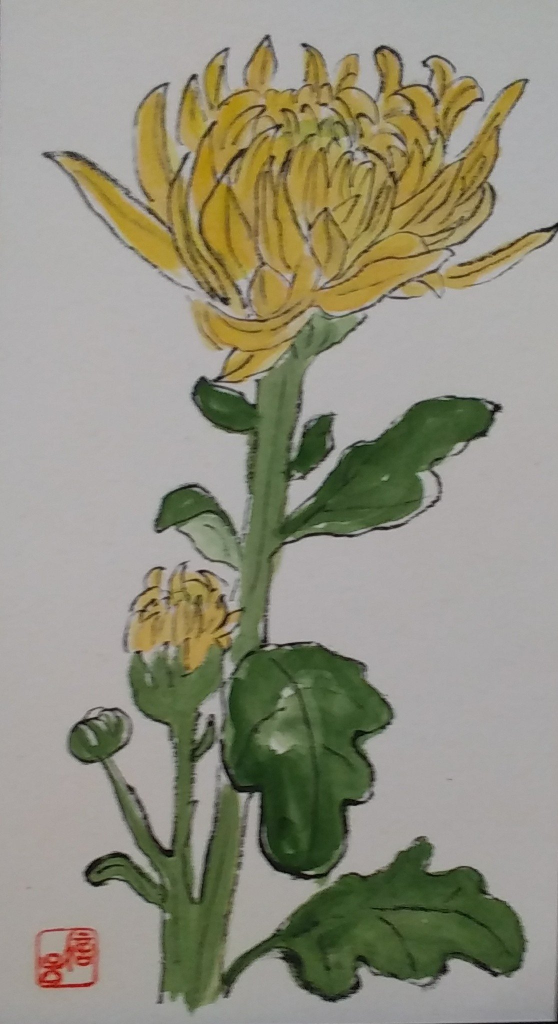 みはえる 菊を描きました 絵手紙 菊 イラスト T Co Mhpy5r7l0d Twitter