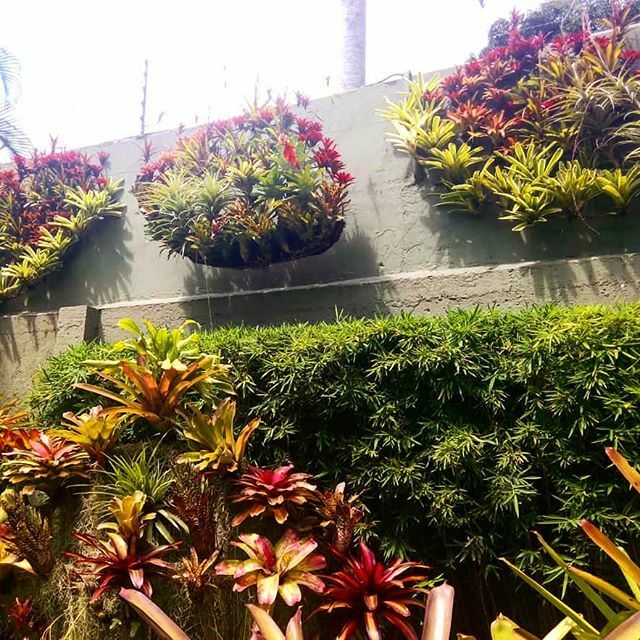 BotanikusVe's tweet photo. Nubes vegetales.
Dan un efecto dramático al muro de lindero del jardín, creando un ambiente único en un espacio que ahora es doblemente útil... #paisajismo #bromeliaceas #diseñodejardines #aechmeas - #regrann https://t.co/gecvXGX1b5