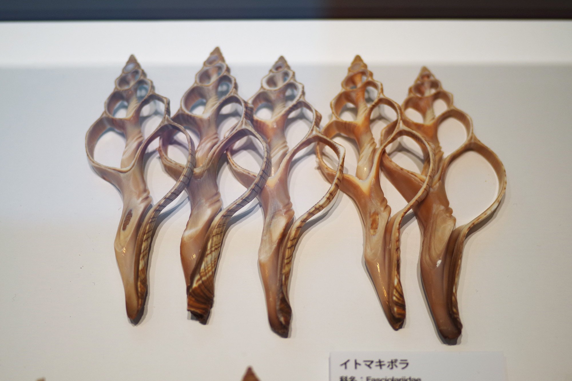 石製 亀と貝の彫刻 大 石製 亀と貝の彫刻 大 Amazon.co.jp