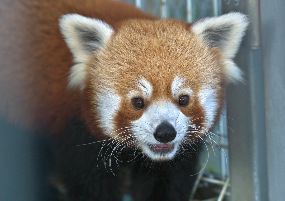 さんといち 熱川バナナワニ園 ニシレッサーパンダ