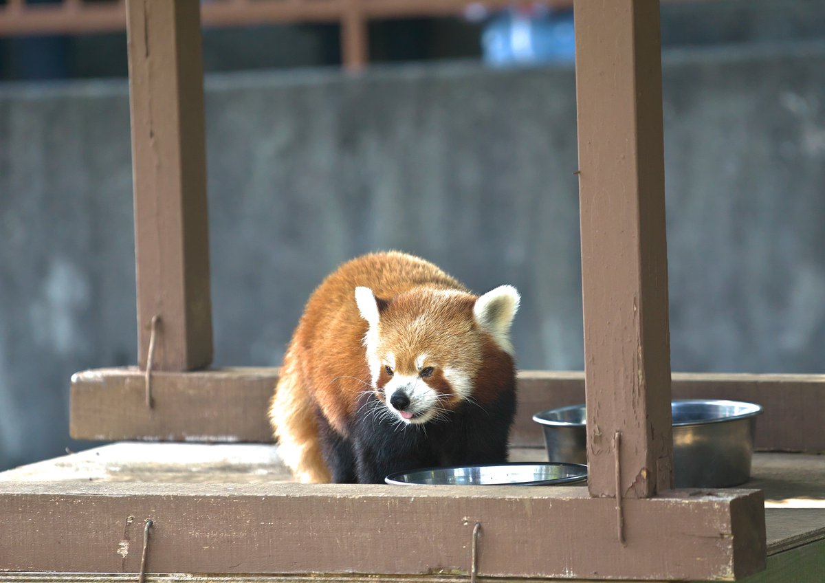 さんといち 熱川バナナワニ園 ニシレッサーパンダ