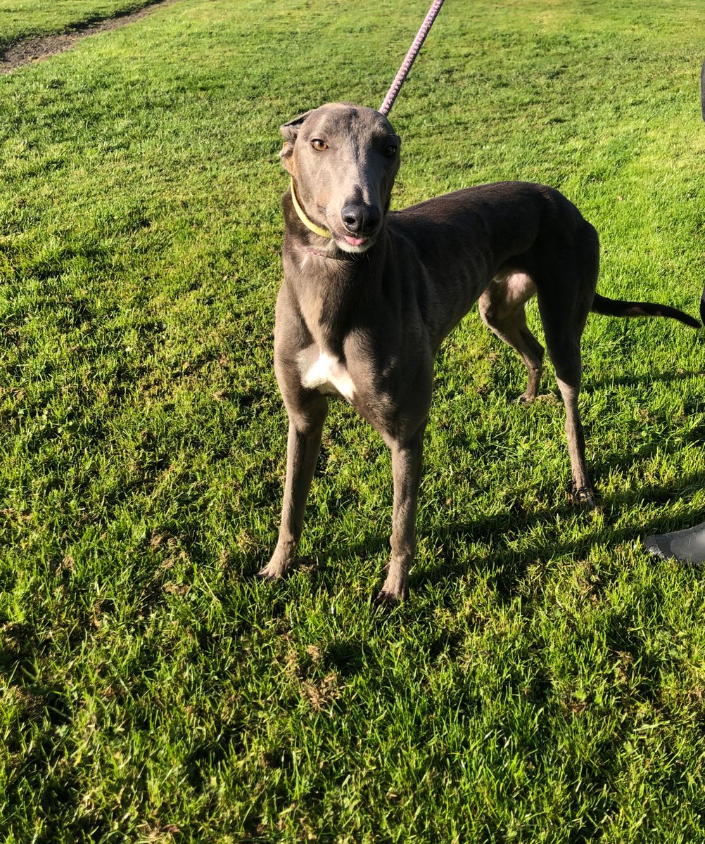 Youngster Jax is looking for his forever home. Can we find it soon for him ?