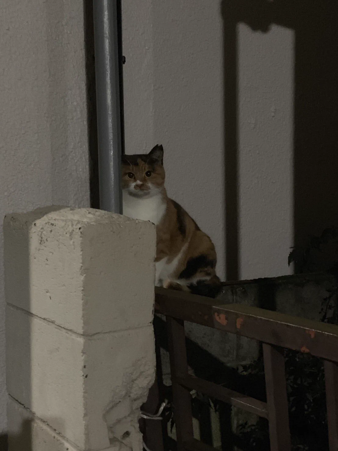 【オードリーの若林】に似ている！？猫wホントに似ててびっくりｗｗｗｗ