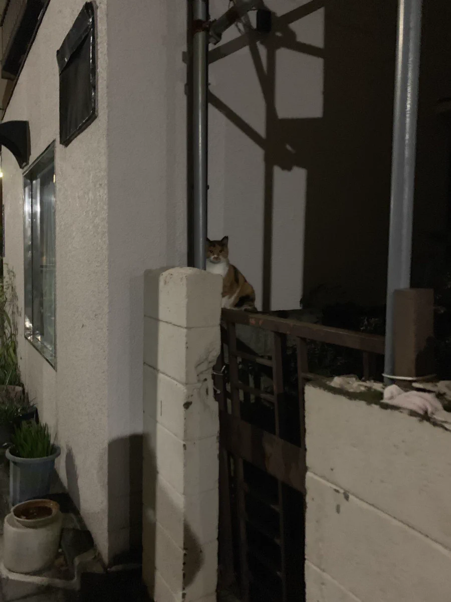 【オードリーの若林】に似ている！？猫wホントに似ててびっくりｗｗｗｗ