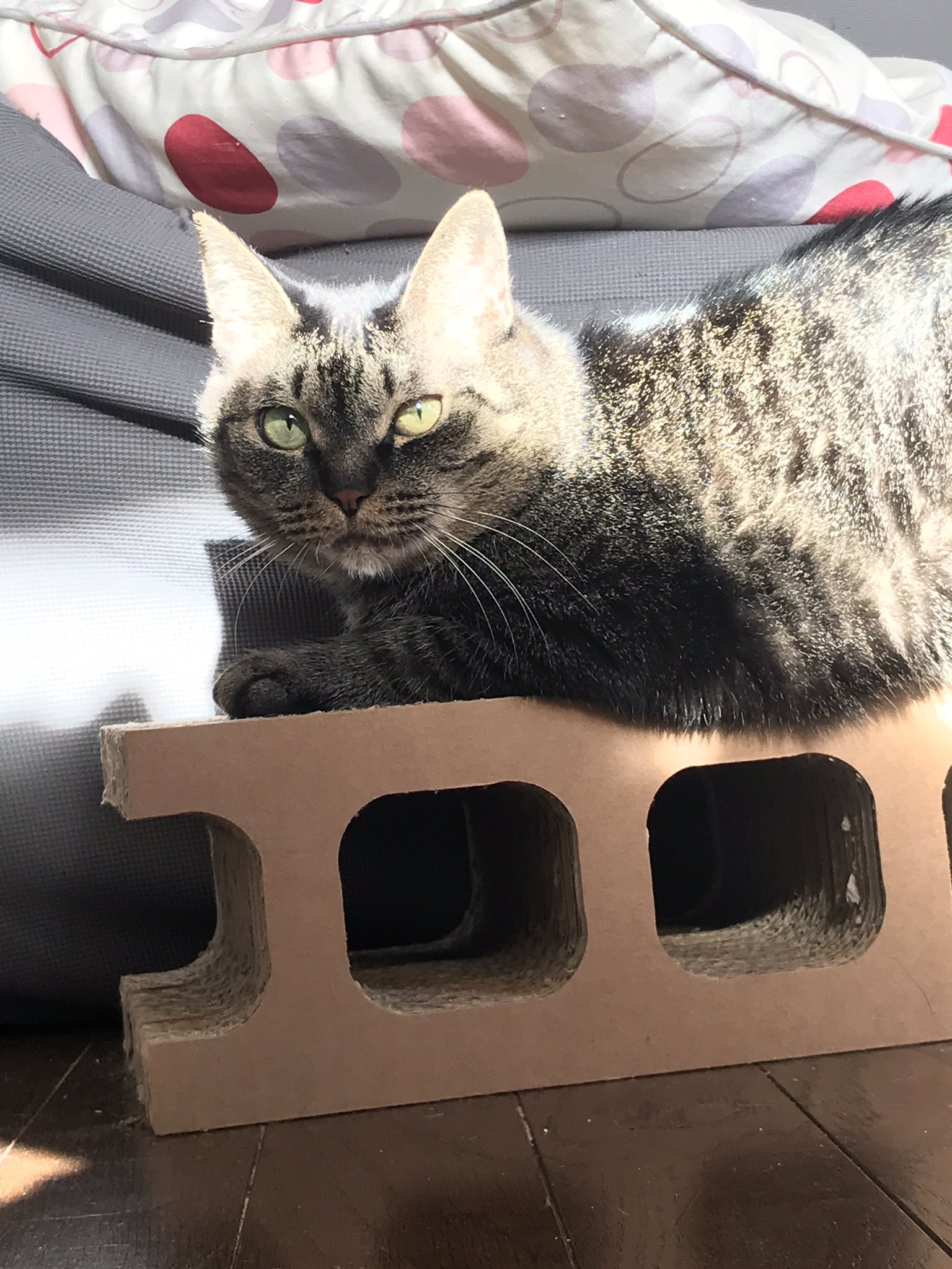 猫カフェミーシス Twitter Search Twitter