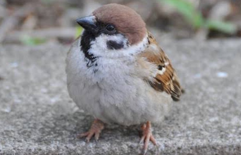 冬の鳥は丸々として可愛い Togetter