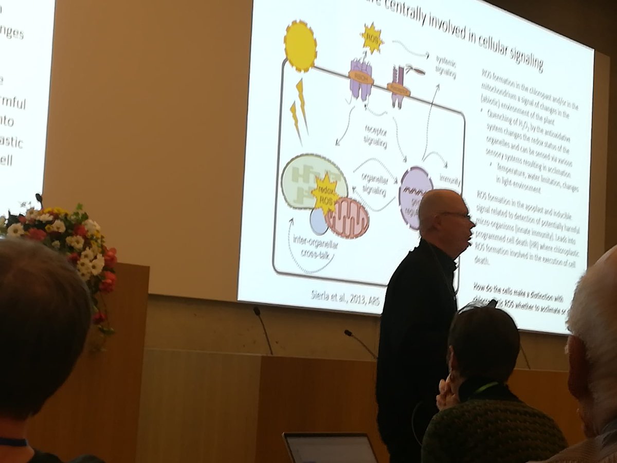 Kirk Overmyer (@kirkovermyer) on Twitter photo Jaakko Kangasjärvi, co-director of the <a href="/FCoE_MBPP/">FCoE MBPP</a> tells the story of my old friend RCD1 in the coordination of chloroplast and mitochondrial ROS signalling. Read about it here: elifesciences.org/articles/43284
#PICW <a href="/HiLIFE_helsinki/">HiLIFE_Helsinki</a> <a href="/OEB_Helsinki/">OEB-ResPrg</a> <a href="/helsinkiuni/">University of Helsinki</a> Jaakko Kangasjärvi, co-director of the <a href="/FCoE_MBPP/">FCoE MBPP</a> tells the story of my old friend RCD1 in the coordination of chloroplast and mitochondrial ROS signalling. Read about it here: elifesciences.org/articles/43284
#PICW <a href="/HiLIFE_helsinki/">HiLIFE_Helsinki</a> <a href="/OEB_Helsinki/">OEB-ResPrg</a> <a href="/helsinkiuni/">University of Helsinki</a>