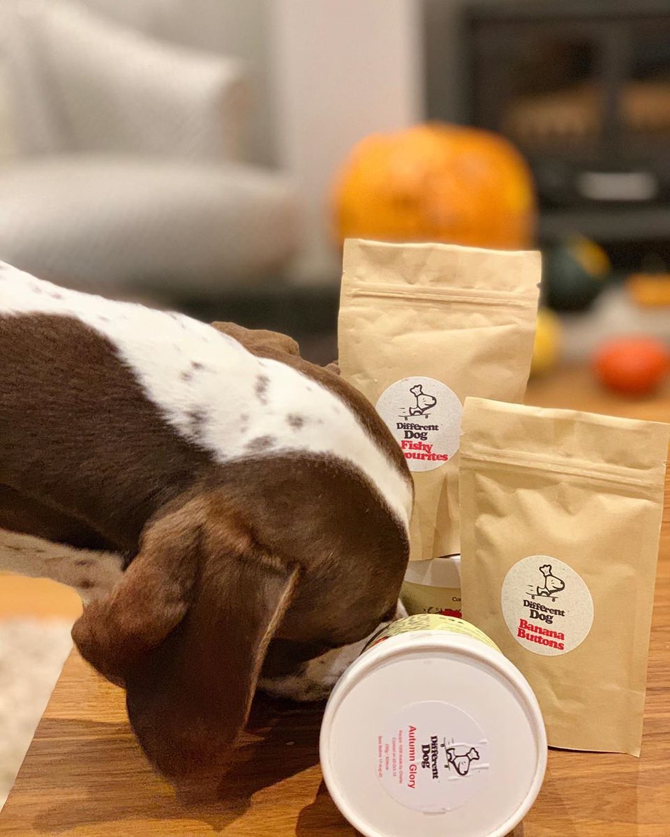 _differentdog's tweet image. Sunny couldn't keep his nose out of his box when his delivery came 📦✨(i_point_i_am on Instagram 🐶)

#differentdogfood #differentdog #ukdogfood #dogfood #freshdogfood #naturaldogfood #handcookeddogfood #pointer #englishpointer