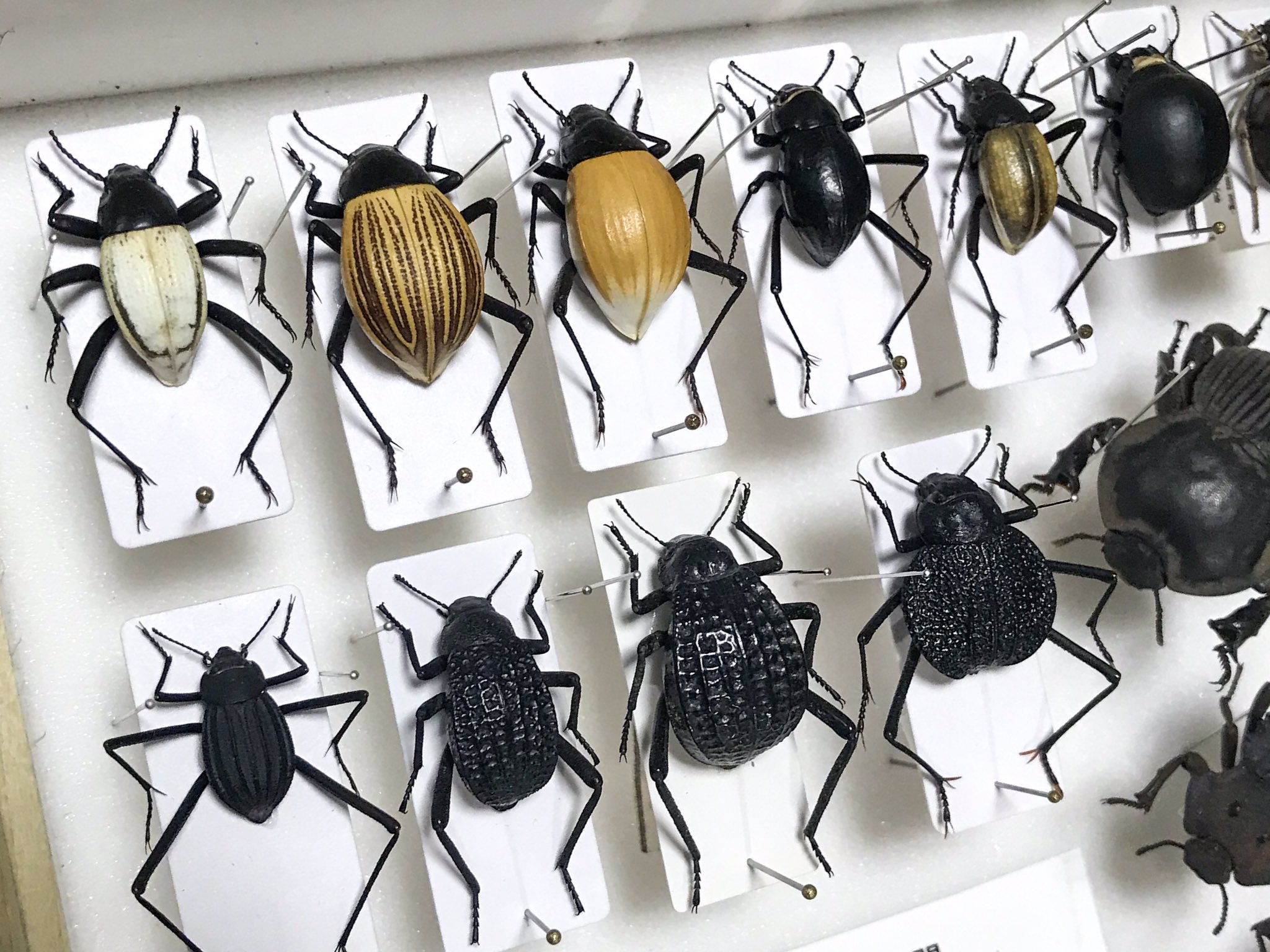 キリアツメ 2頭 アンゴラ産キリアツメの仲間 2頭アンゴラ産キリアツメ