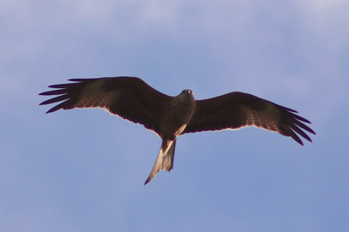 BeanyBirder's tweet photo. @CWPBirds Walk around Shorncote this am in sunshine produced 40 species including Blackcap, Red Kite, Water Rail, Reed Bunting, Cettis, Chiffchaff, Grey Wag, Treecreeper. Lots of Redwing and Fieldfare about also https://t.co/xqKN1169fr