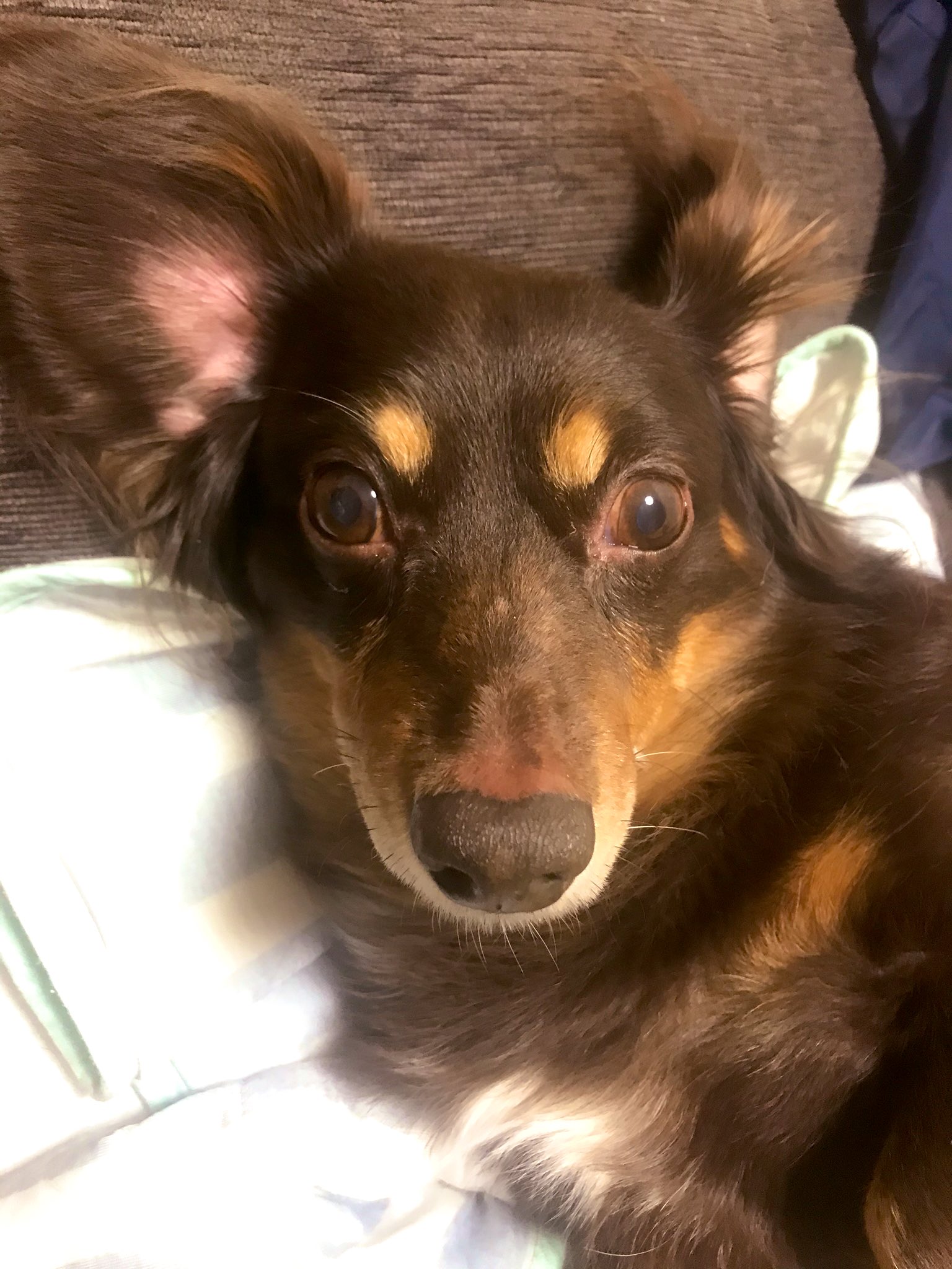 雑種犬かわいい Twitter Search Twitter