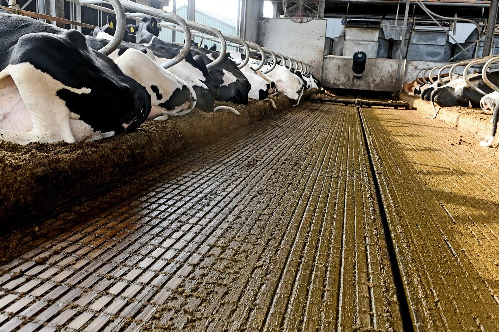 Veeteelt_nl's tweet photo. CBS: De conclusies dat de stikstofuitstoot van rundveestallen drie keer zo hoog is dan tot nu toe wordt aangenomen, zijn onjuist. https://t.co/d2Bh0J2GgO https://t.co/xu3t0p9rPe