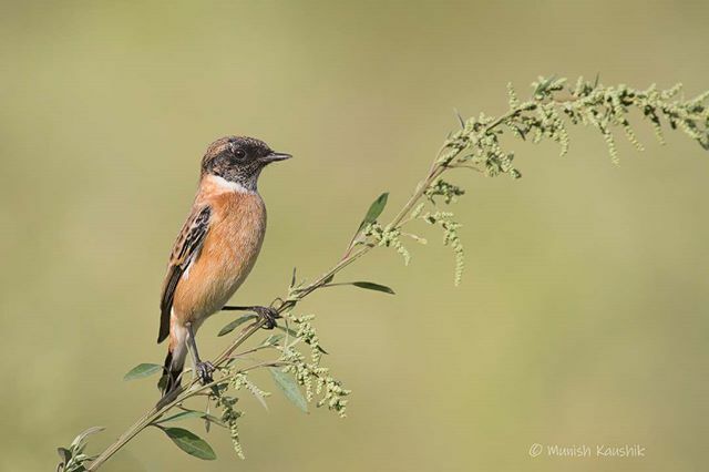 munishk's tweet photo. Siberian Stonechat
.
.
#birds #birdsofindia #birdsofinstagram #travel #kerala #india #thattekkad #incredibleindia #indianbirds #best_birds_of_ig #best_birds_of_world #travelphotography #canon #canon_official #nationalgeographic #cornelllabofornithology #… https://t.co/k2jEOPSuKq https://t.co/bQYJpJK9Ug