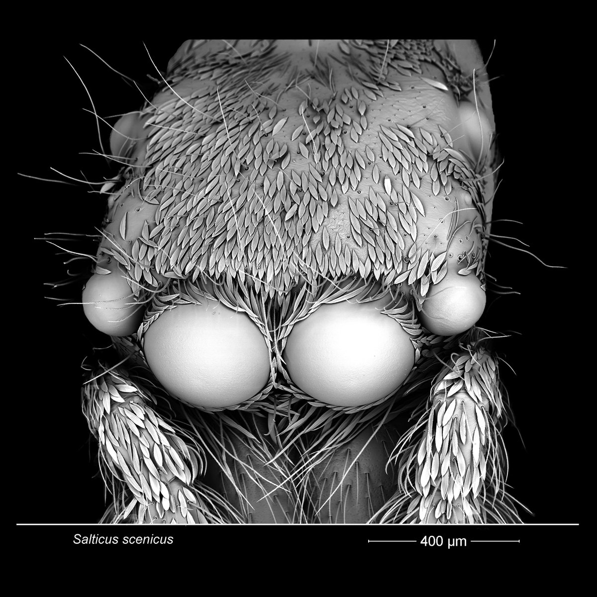 Want to get up close and personal with Britain's spiders? 

We recently collaborated with Jeremy Poole who has been studying spiders since 1995. He describes how the Deben Back-Scattered Electron Detector aids his studies and imaging. 

deben.co.uk/featured/elect…