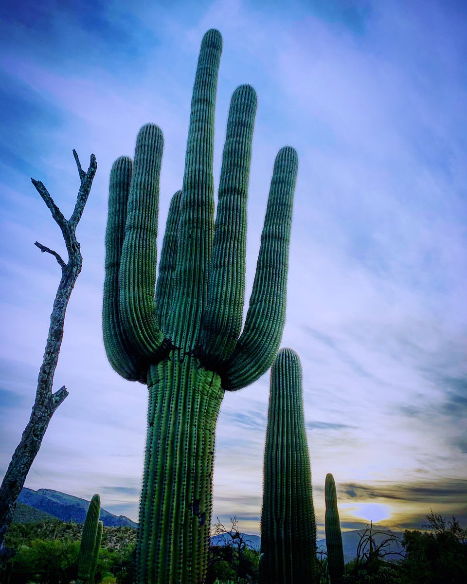 Happy #ThrowbackThursday, #Tucson! 80 and partly cloudy today. #Saguaro cactus - jewel of the desert. Ancient and proud. Inspiring as I’m out early at #sunrise in @SabinoCanyonAZ Have a grand old #throwbackthursday yourself! #highdesertbeauty @FriendsSabino @VisitTucsonAZ