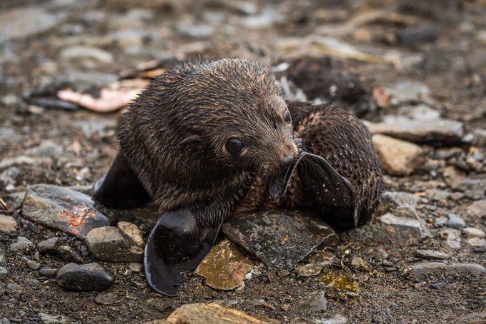 oceana's tweet image. Did you know that fur seals evolved from the same land ancestors as dogs? 🐶