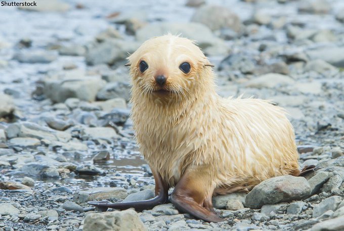 oceana's tweet image. Did you know that fur seals evolved from the same land ancestors as dogs? 🐶