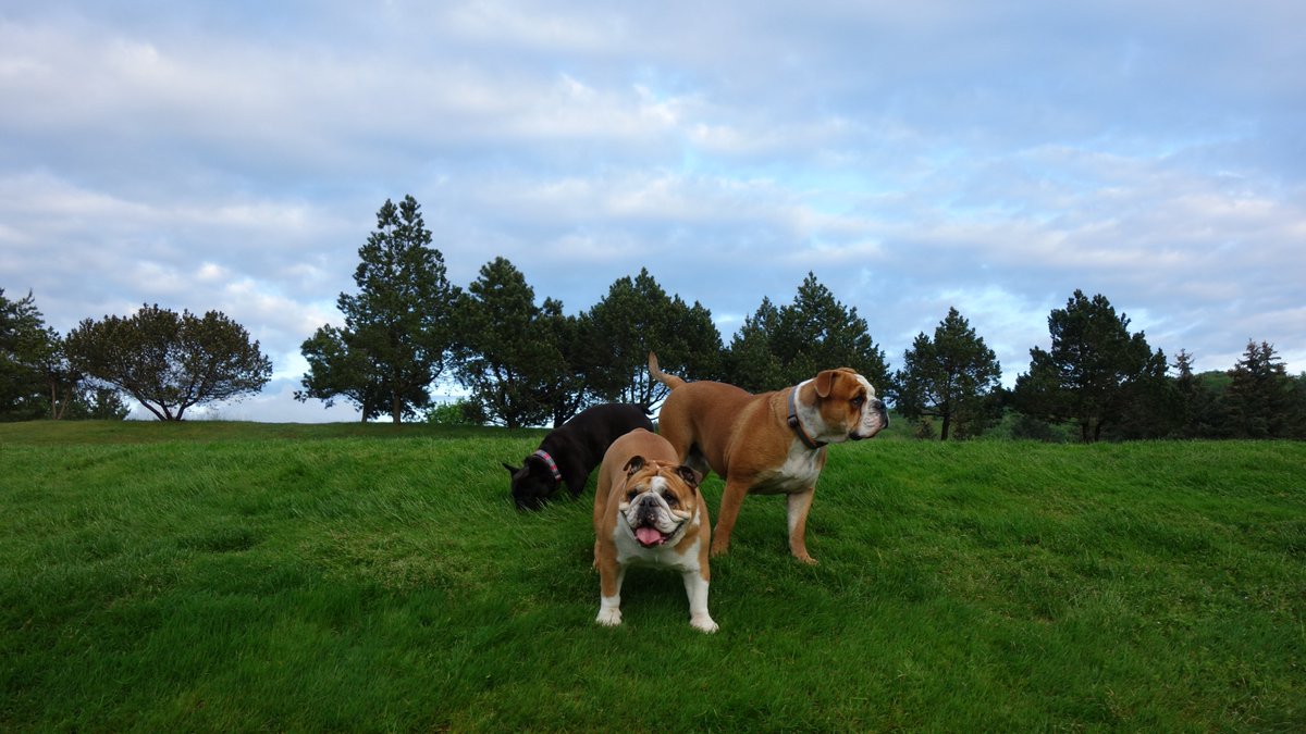zuzidea1's tweet photo. trio bulldog
#continentalbulldog, #englishbulldog #frenchbulldog https://t.co/VEMw5lRJHM