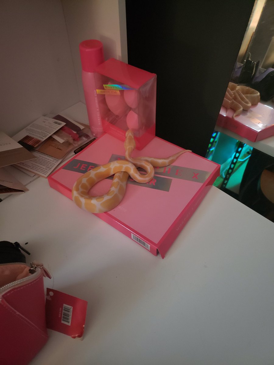 SabrinaReneexx's tweet image. @JeffreeStar my snake gives his stamp of approval!!! #morphe #jeffreestar #albinoballpython