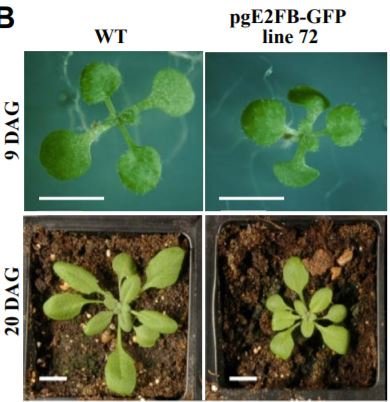 PlantPhys's tweet image. E2FB interacts with RETINOBLASTOMA RELATED and regulates cell proliferation during leaf development #CellBiology #LeafDevelopment #StemDevelopment #PlantBiology doi.org/10.1104/pp.19.…