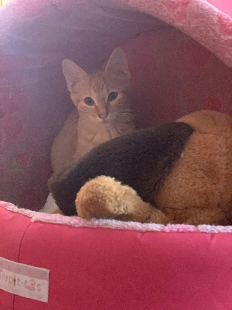 Amori_Minini's tweet image. Coqui Reny en Adopción 💖
Preciosa Gatita está #BuscandoUnaCasita donde tenga #MuchoAmor &amp;amp; #Croquetitas 🐶
Mayores informes vía Inbox o WhatsApp al 44.42.30.41.69 🐱
#PorqueAdoptarEsAmar 💜
#TotalmenteAmoriMinini 🦄🌈