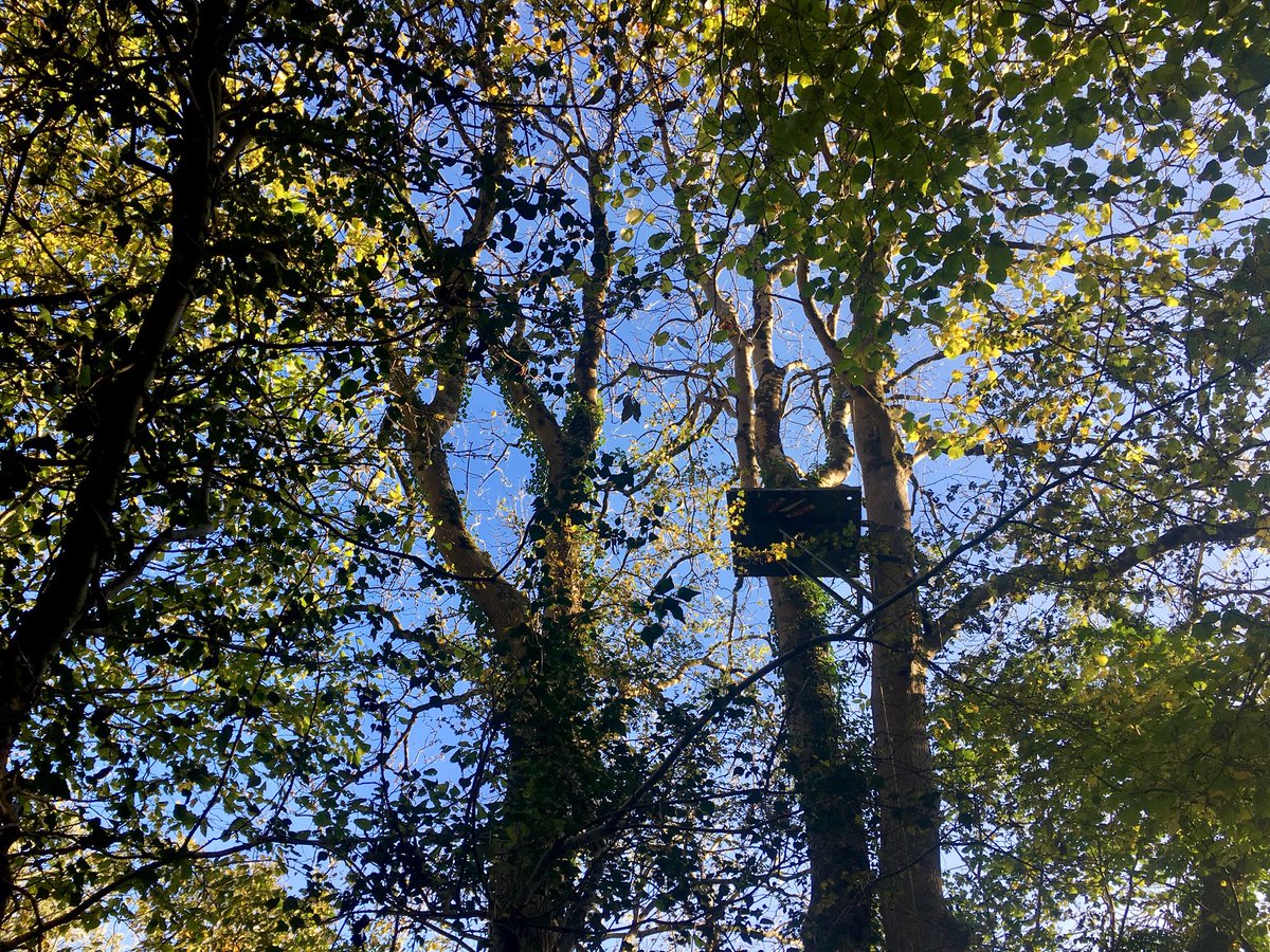 So good to be rigging a canopy filming platform here in the UK for once. Just home from 5 weeks in a tropical forest and a bit of English Autumn colour goes a long way!