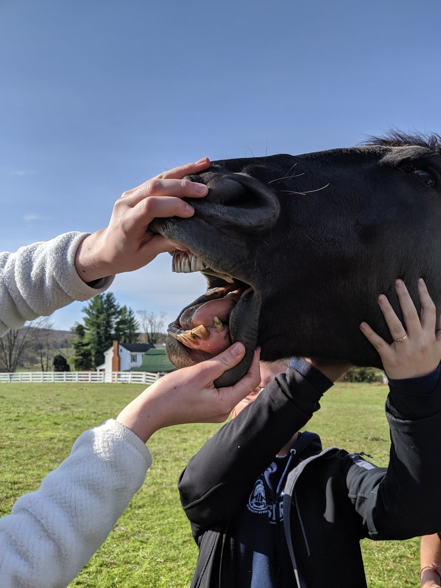 Did you know that some equids have canine teeth?#blacksburgagriculture got it straight from the horses mouth. 🙂 #equinescience #teachag <a href="/BburgHSBruins/">Blacksburg High</a> <a href="/BlacksburgFFA/">Blacksburg FFA</a>