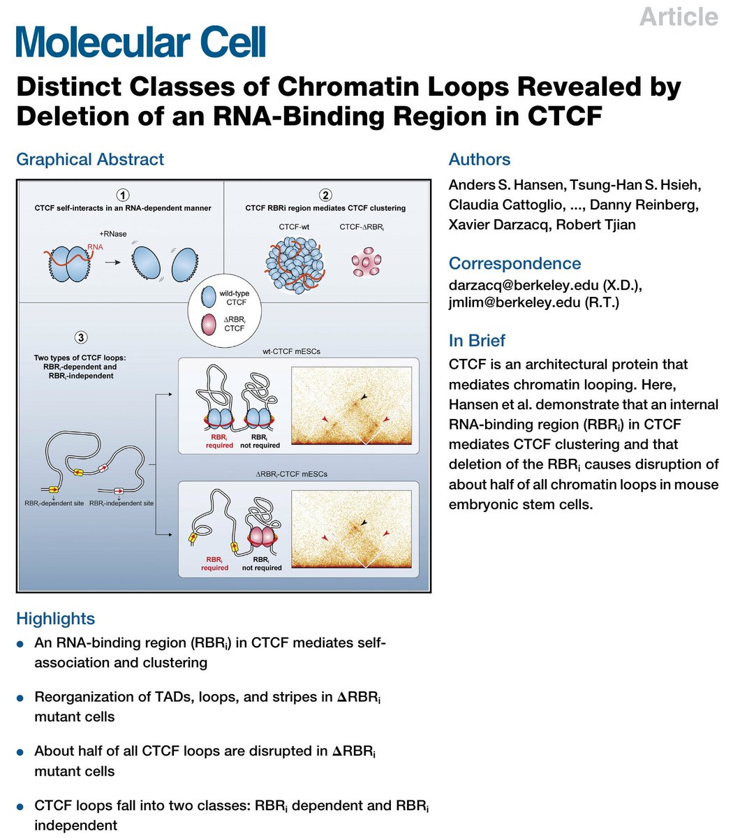 Our paper describing distinct classes of CTCF loops (RNA-Binding Region (RBRi) dependent or independent) is out in today's issue of <a href="/MolecularCell/">Molecular Cell</a>. 

Here is a free access link: authors.elsevier.com/c/1a1813vVUP9r…