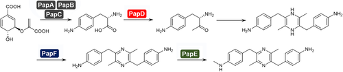 ChemBioChem's tweet photo. Investigating the mechanisms for the #biosynthesis of #pyrazines from alpha-amino acids in an enzymatic cascade reaction in Pseudomonas (Takaya @UofTsukuba) https://t.co/fkH9YThmCv https://t.co/oA51Qwa1M2