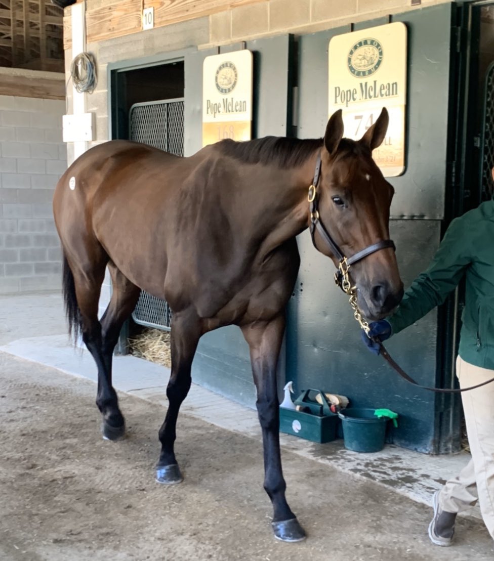 Buckland Sales 🐎 on Twitter "Much love to the big filly!! TOE4L