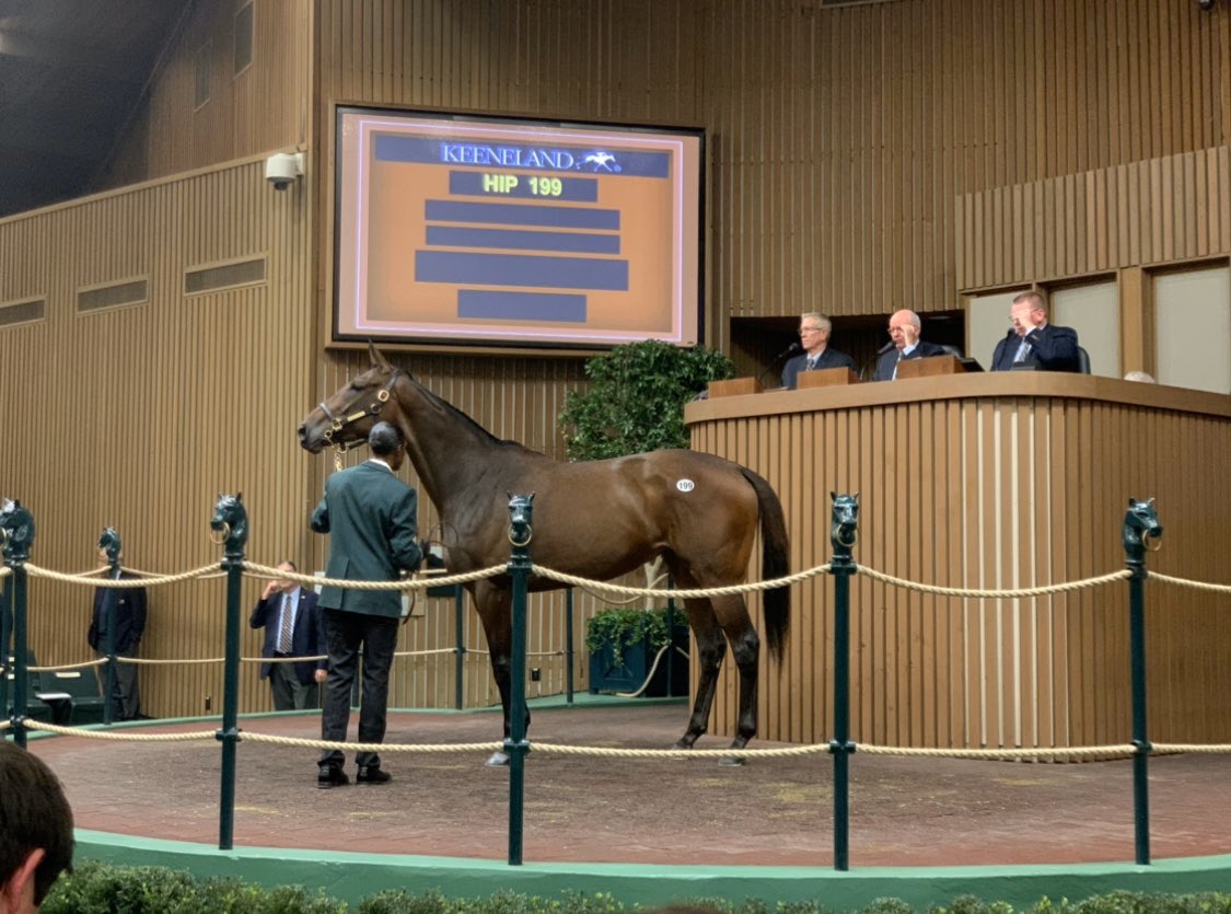 Buckland Sales 🐎 on Twitter "Much love to the big filly!! TOE4L