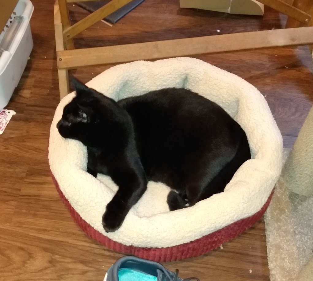 BariSurgeryRN's tweet photo. It's some kind of witchcraft. I bought a cat bed and a cat is actually using it. https://t.co/l92iCaZgAR