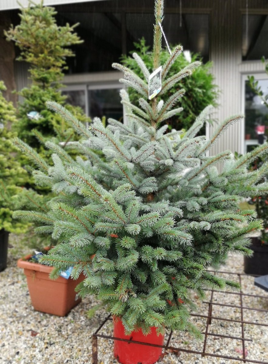 terras_jardin's tweet image. #picea #abies #abeto #navidad2019 #arboldenavidad #arbolito #plants #plantgang #plantgoals #seixo #marin #pontevedraprovincia #pontevedra #morrazo