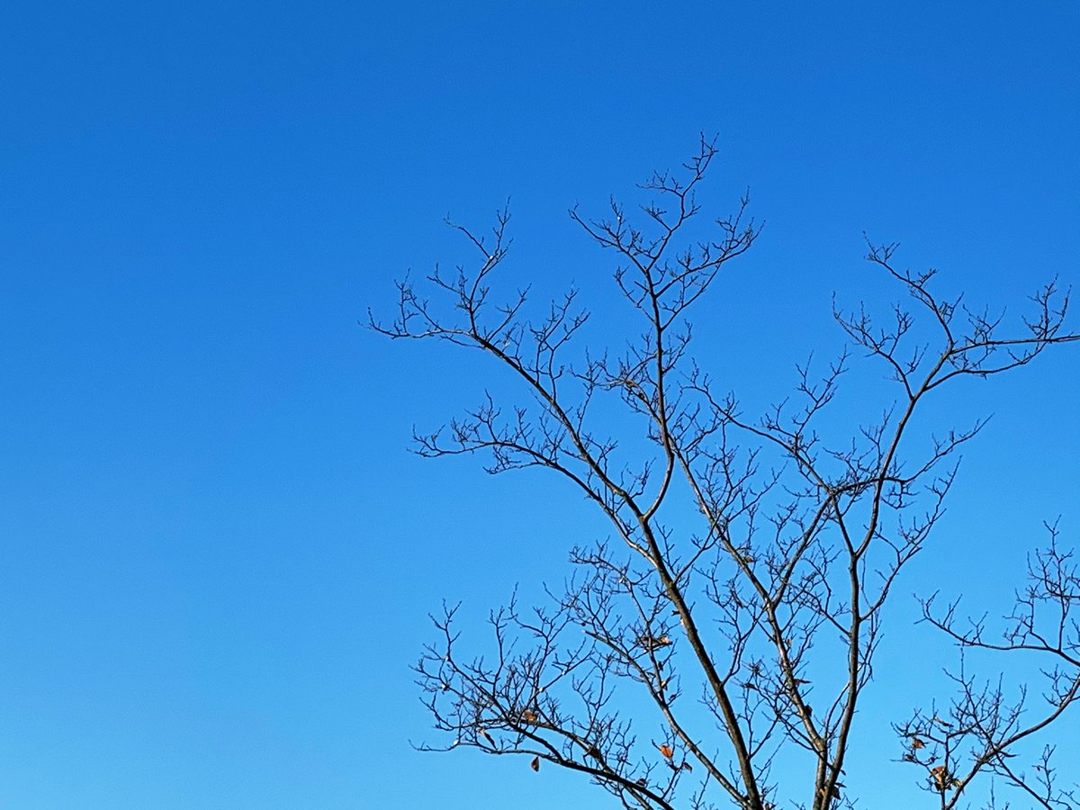 생각을 게을리 했다면
존재하지도 못했겠지.
세상을 읽고 나아갈 방향을
정하고, 진심을 다해왔기에
지금을 산다.       

-나무생각