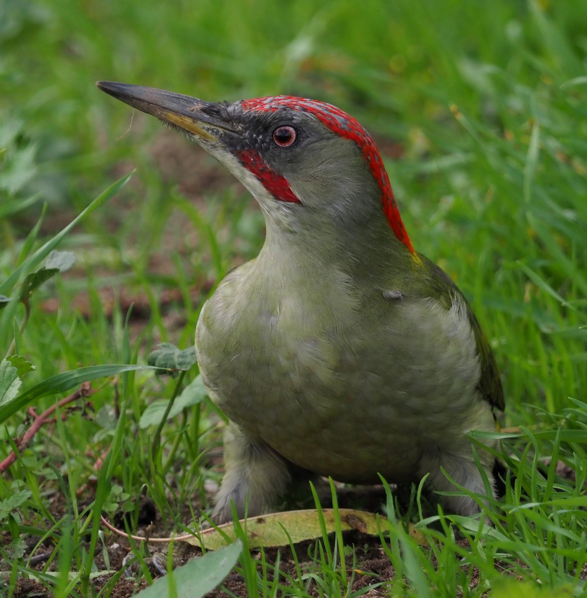 Pito real ibérico (Picus sharpei) Macho.
Madrid 2/11/2019