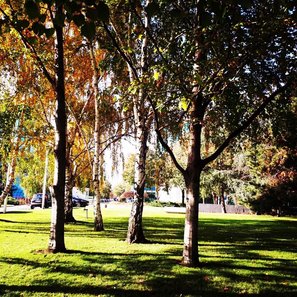 Uživajte u sunčanom novembru & iskoristite prelepo #dvoriste i #park ovde @NBGPProperties https://t.co/BtenV7oFCR