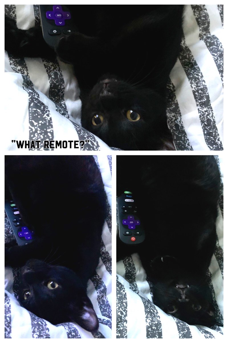 Mischievousliz's tweet image. Yep, must be a boy thing! Tarzan had it, now #Salem #ControlIssues