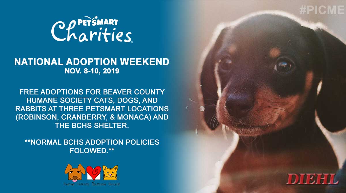 We're committed to sponsoring adoptions to help Beaver County Humane Society cats, dogs, &amp; rabbits find their fur-ever homes. 

Our 'Thanks for Giving a Shelter Animal a Home' event kicks off this weekend during #NationalAdoptionWeekend🐈🐕

#AdoptLove #PetsmartCharities #PicMe