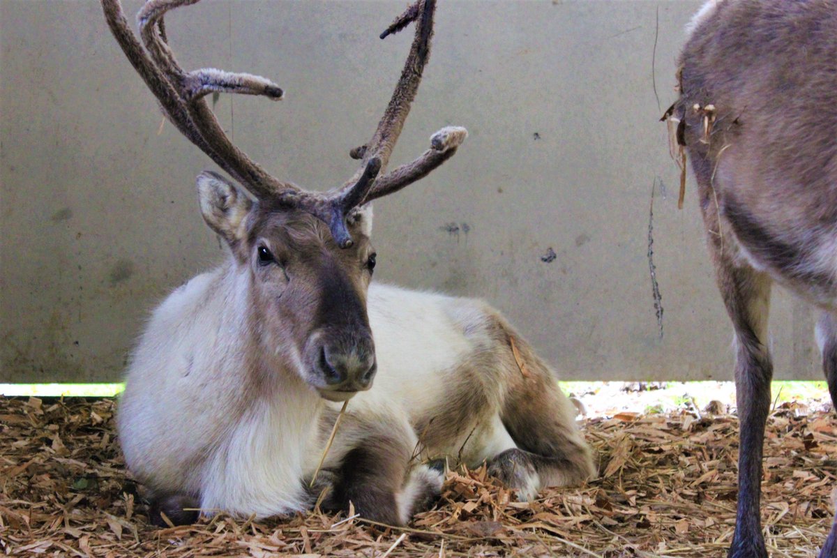 We have some extremely exciting news, we've got 3 lovely new reindeer who have joined the herd at Cotley! Come and see them when we open on November 29th! #christmas #reindeer