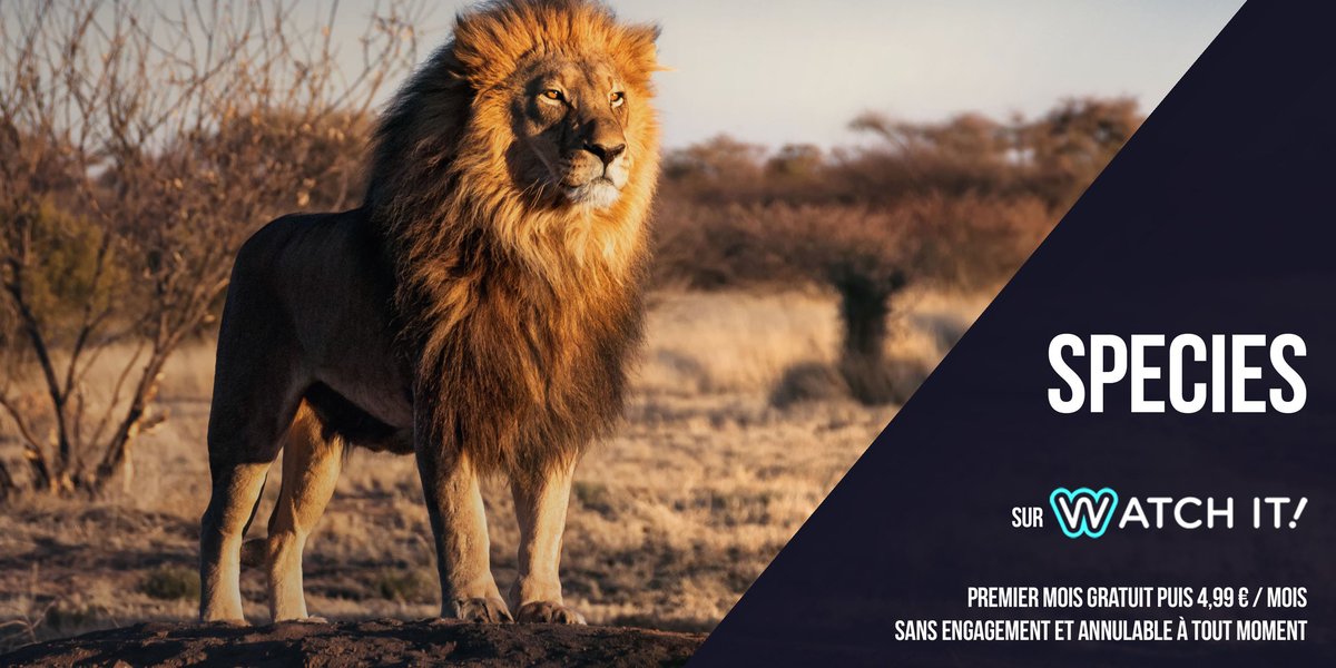 Species est la nouvelle chaîne animalière pour redécouvrir la richesse de notre monde et suivre les enjeux pour sa sauvegarde. 🐅
A découvrir sur Watch It gratuitement pendant un mois 👉bit.ly/_species