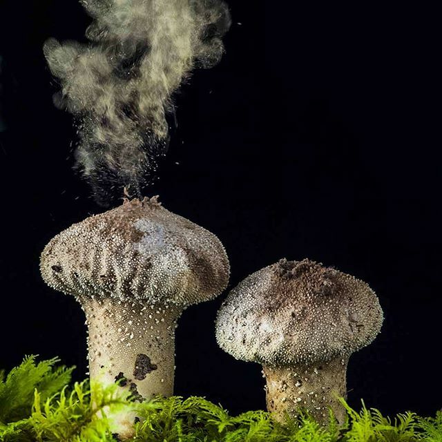 Sporing #puffball #fungus #fungi shot today while teaching #fungusphotography ift.tt/2PTiQua