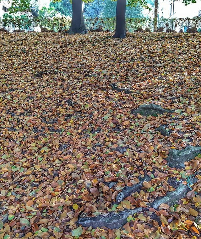 Piove da meno di quattro ore, ma già aspetto che spiova! 😂
.
.
.
#Torino #torinoèlamiacittà #torinoècasamia #storiedifoglie #teamautunno #autumnvibes🍁 #autumnlover #parcodelvalentino #parcofluvialedelpo ift.tt/2NSJS2n