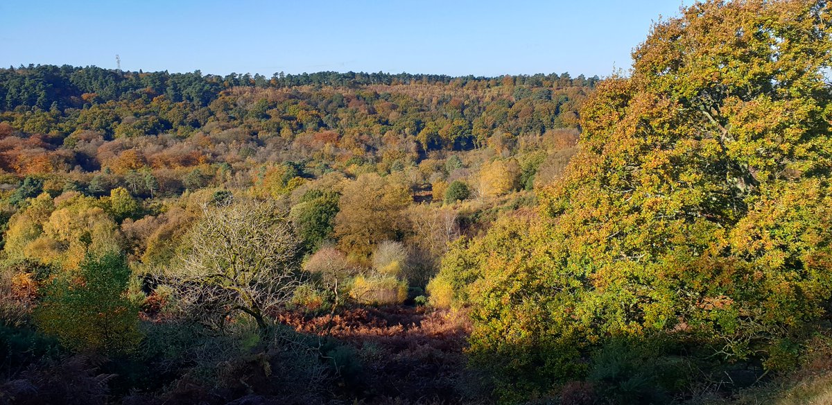 Nature at her best today. All the colours. Dog walking at its finest. #DevilsPunchBowl