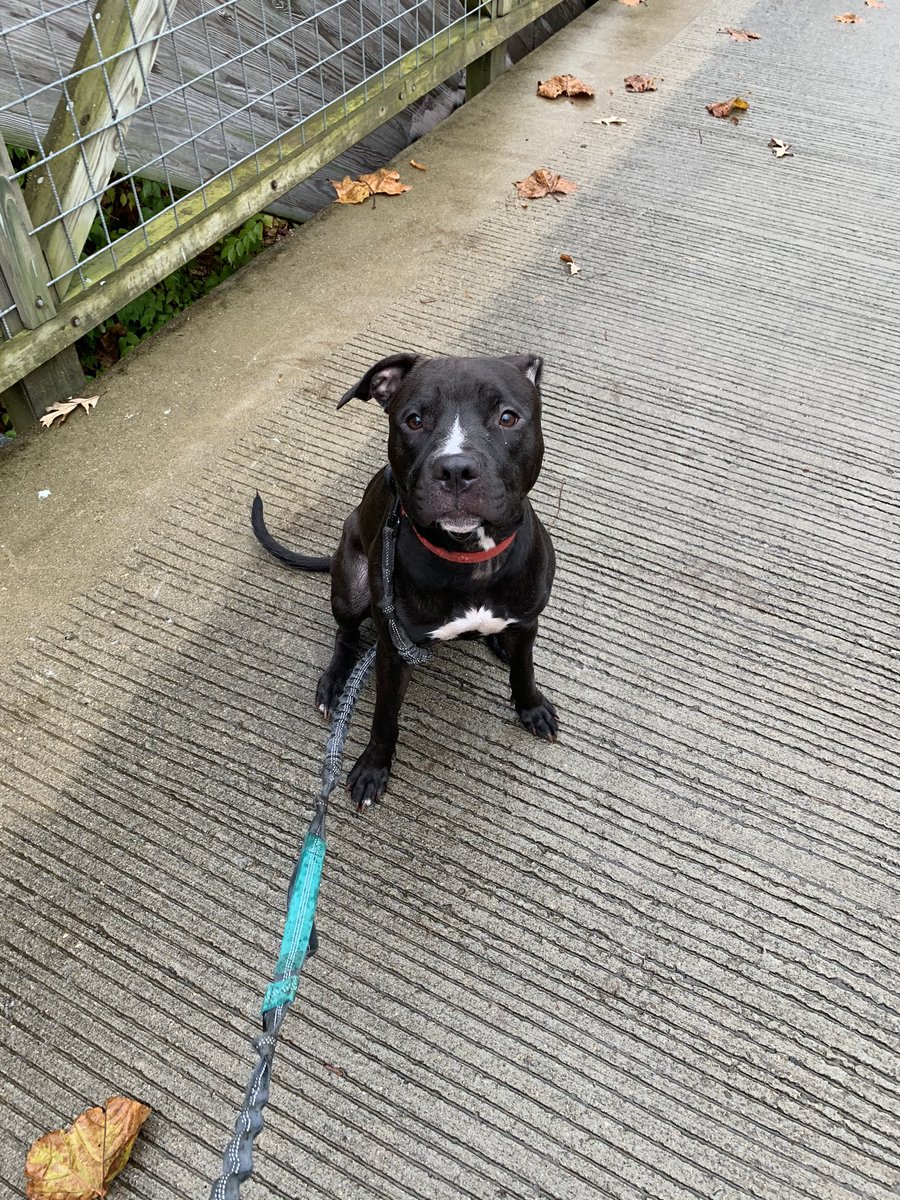 CHAAnimals's tweet photo. There’s no better beggar around than Miss Maple! She suckered her volunteer into a few mid-run treats today🤣❤️ Come visit this sweet, adoptable girl today from 12-2pm or 6:30-8pm #AdoptMaple #AdoptCHA #chaanimalshelter #columbusohio #adoptdontshop https://t.co/weiBeP2kmy