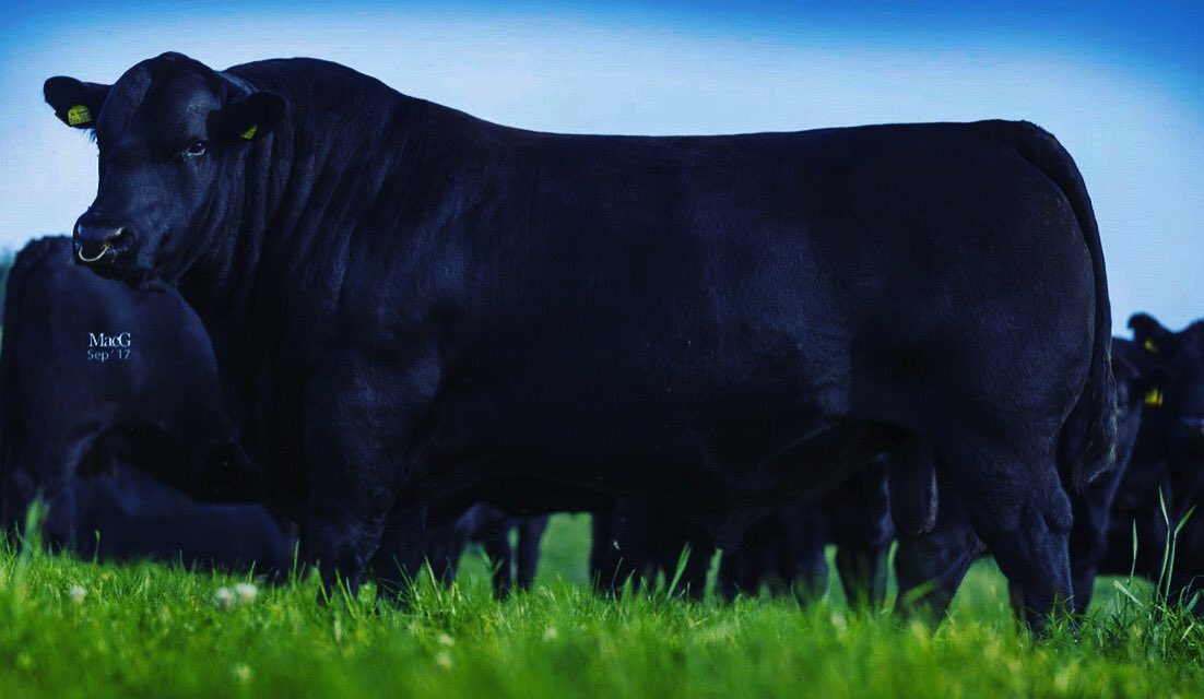Angus cattle are polled, meaning that they do not grow horns. This is an advantage to the angus breed as it reduces the risk of injury to farmers and other animals🐄