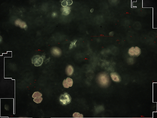 Jupiter Research Foundation tweet media