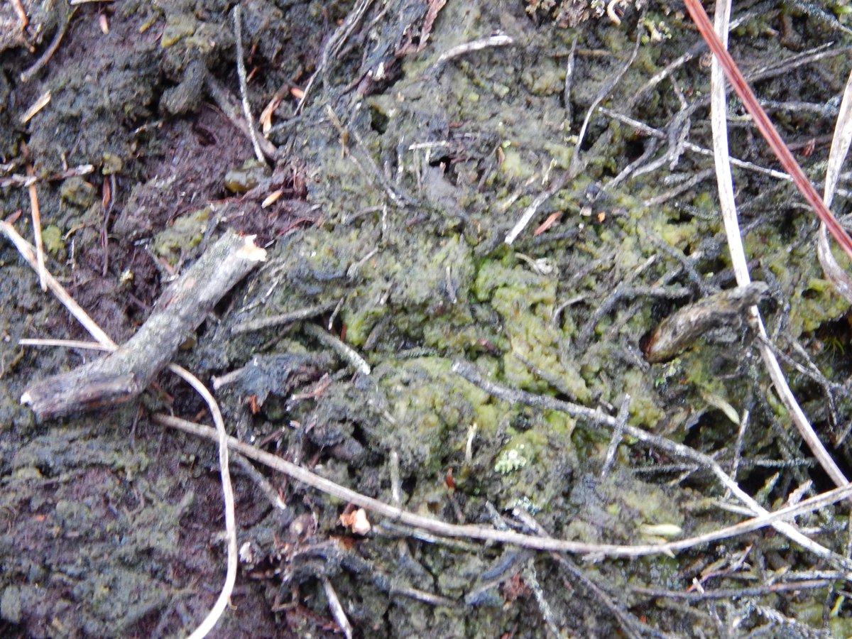 Though to believe this used to be #healthysphagnum... Result of #ammoniapollution #nastyalgalslime I'll be discussing at #Ballynahonebog on @10Things_ToKnow December 2nd #tunein #airpollution
#EverywhereAndInvisible #NitrogenCrisis #agriculture doi.org/10.1016/j.scit…