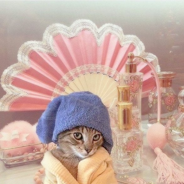 shopmissa's tweet image. because every night is #pampernight. don&apos;t forget to shop our #pawpaw collection to help us help lil angels like this queen!
📸: @mariamelancolia