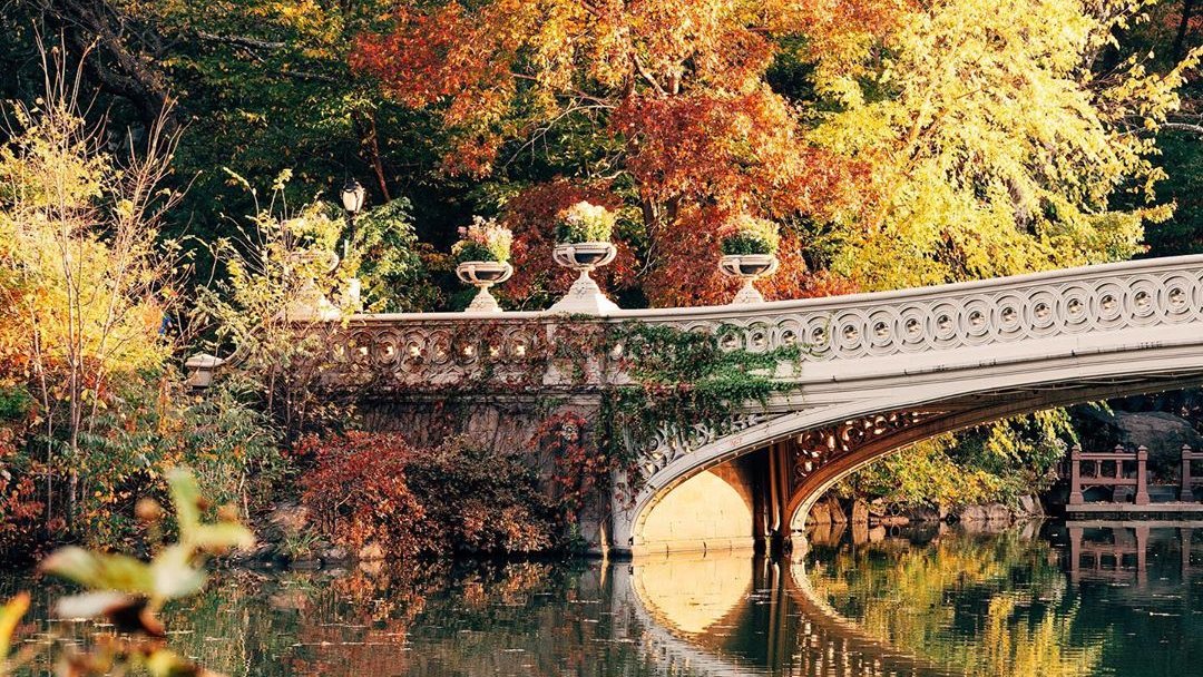 TheBoweryHouse's tweet photo. Peak 🍁 in Central Park right now!
#CentralPark #AutumnColors #CentralParkFall #FallColorsNYC https://t.co/GZngxjEOmK