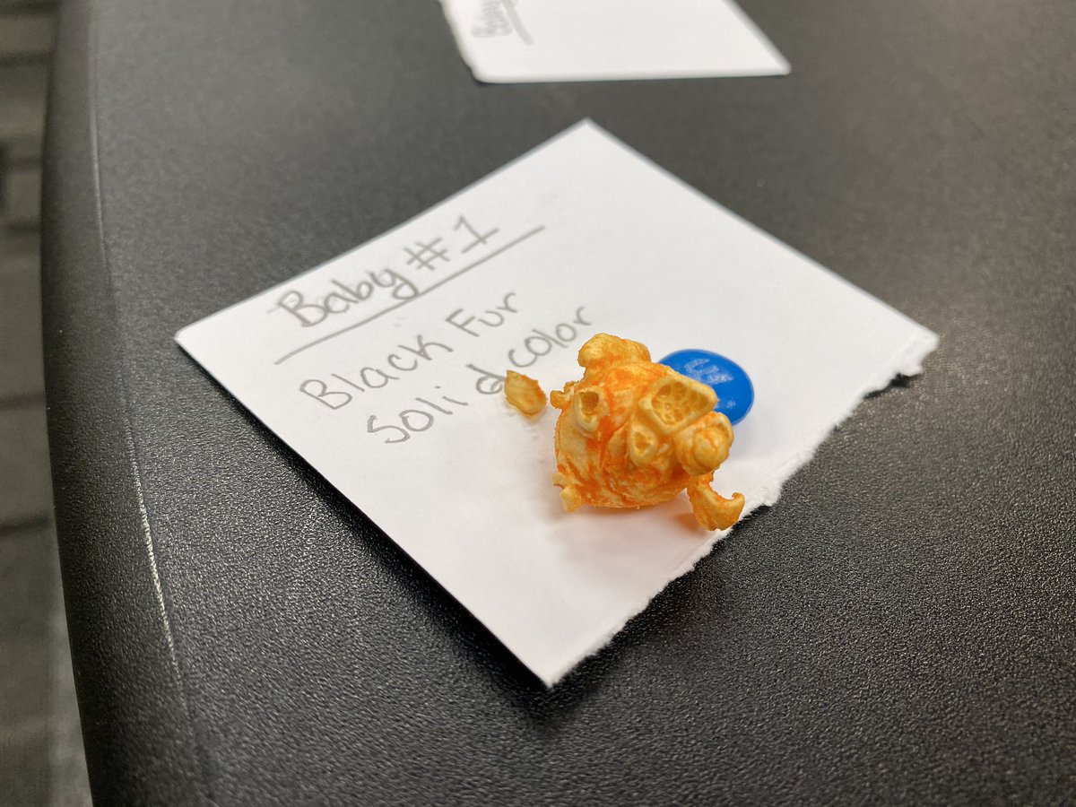 JBrianHancock's tweet image. Interesting day of microteaching in our elementary science methods class at @almacollege today! Photos of activity in Practice 3 to help explain variation of squirrel traits, targeted to 2nd grade @AmbScienceTeach @ASTbigideas #ambitiousscienceteaching